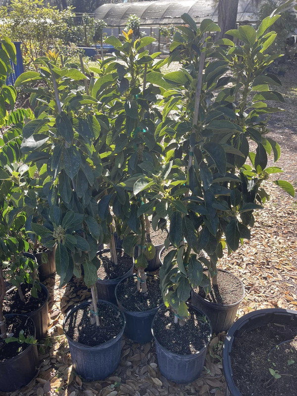 Oro Negro Grafted Avocado Tree 2-4 Ft Tall - Image 5