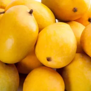 Alphonso Mango Tree Grafted (2-4 Feet Tall)