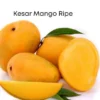 Kesar Mango Tree Grafted (2-4 Feet Tall)