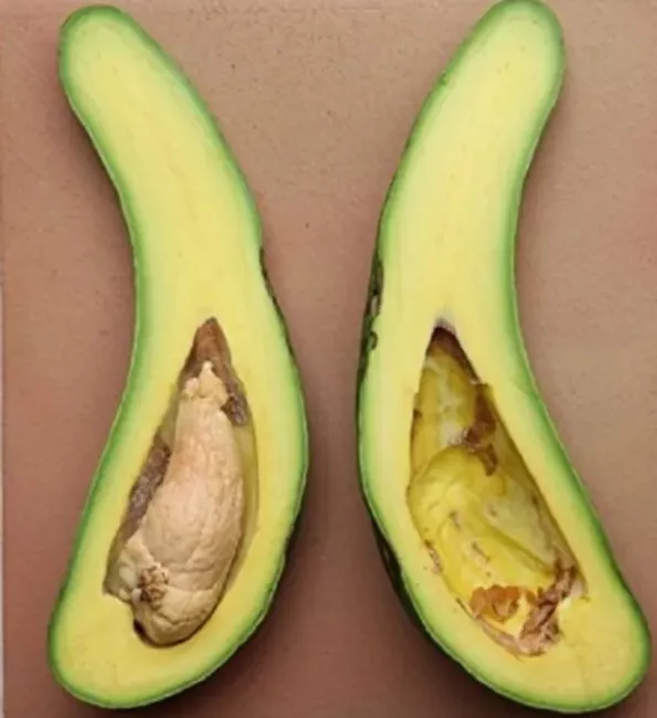 Russell Long Neck Avocado Tree From 2 To 3 Ft Tall