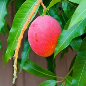 Haden Mango Grafted Tree 2-4 Ft Tall
