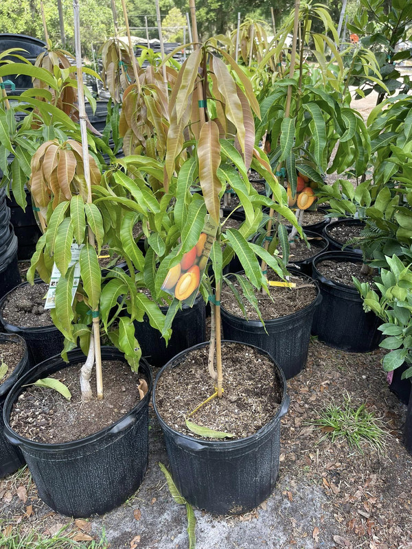 Butter Cream Mango Grafted Tree 2-4 Ft Tall - Image 5