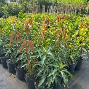 Alternative view of Cogshall Dwarf Mango Tree Grafted 2-4 Ft Tall