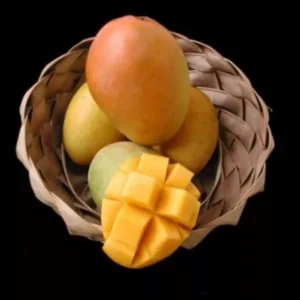 Glenn Mango Tree Grafted 2-4 Ft Tall