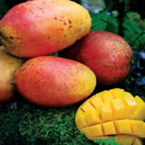 Kent Fast Growing Mango Tree Grafted 2-4 Ft Tall