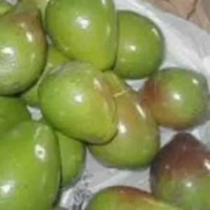 Pancho Avocado Tree Grafted 2-3Ft Tall Cold Hardy 15F