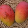 Fruit Punch Mango Tree Grafted 2-4 Ft Tall