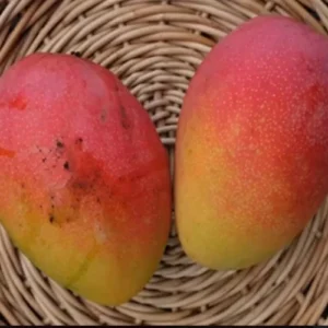 Fruit Punch Mango Tree Grafted 2-4 Ft Tall