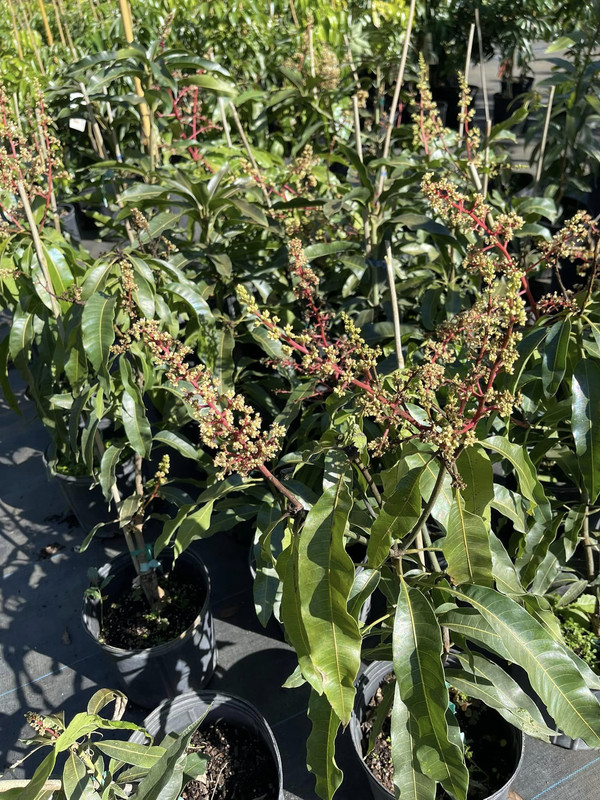 Fruit Punch Mango Tree Grafted 2-4 Ft Tall - Image 3