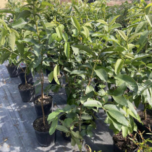 Alternative view of Thai Guava Tree 3Ft Air Layered