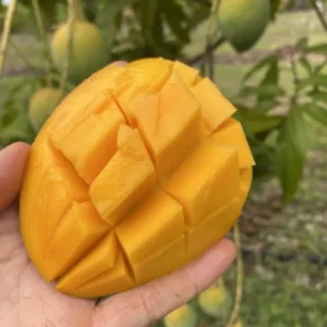 Angie Mango Tree Dwarf Grafted 2-4Ft Tall