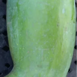 Mun Kun Si Thai Mango Grafted Tree 2-4Ft Tall