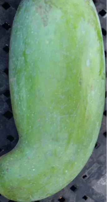 Mun Kun Si Thai Mango Grafted Tree 2-4Ft Tall