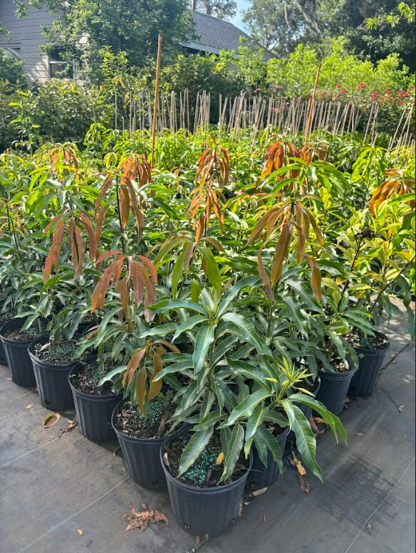 Mun Kun Si Thai Mango Grafted Tree 2-4Ft Tall - Image 2