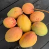 Pickering Mango Tree Dwarf Grafted 2-4 Ft Tall