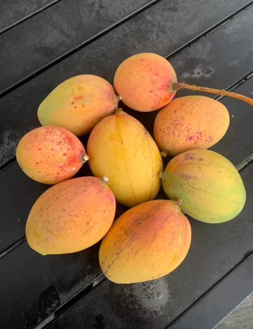 Pickering Mango Tree Dwarf Grafted 2-4 Ft Tall