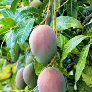 Lancetilla Mango Tree Grafted 1.5-4 Ft Tall
