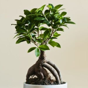 Ficus Microcarpa Ginseng - Ficus Bonsai