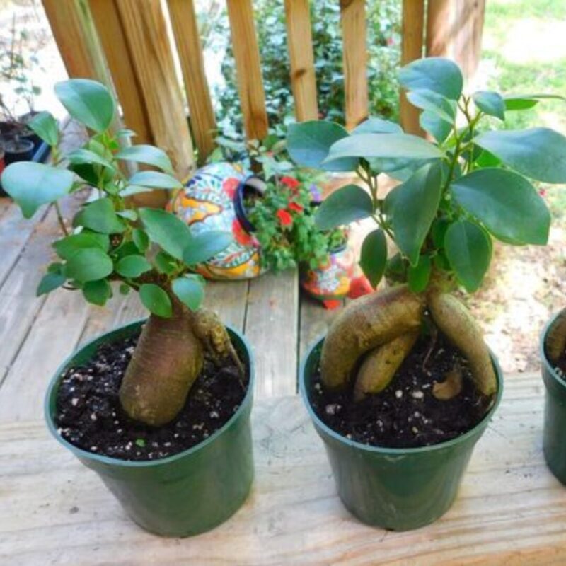 Ficus Microcarpa Ginseng - Ficus Bonsai - Image 3
