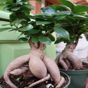 Alternative view of Ficus Microcarpa Ginseng - Ficus Bonsai