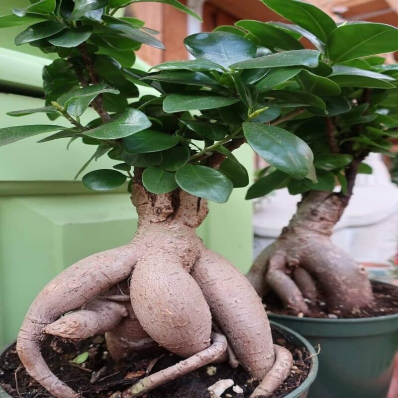Ficus Microcarpa Ginseng - Ficus Bonsai - Image 2