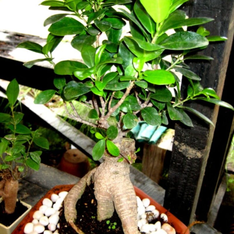 Ficus Microcarpa Ginseng - Ficus Bonsai - Image 4