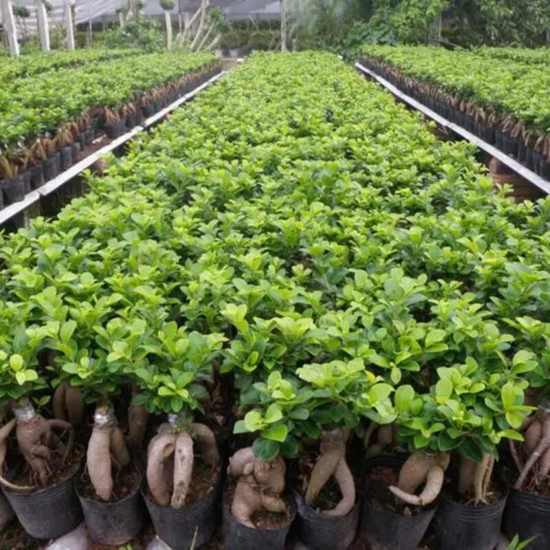 Ficus Microcarpa Ginseng - Ficus Bonsai - Image 5