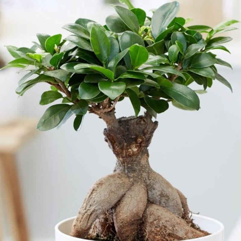 Ginseng Ficus Bonsai - Set 2 Trees