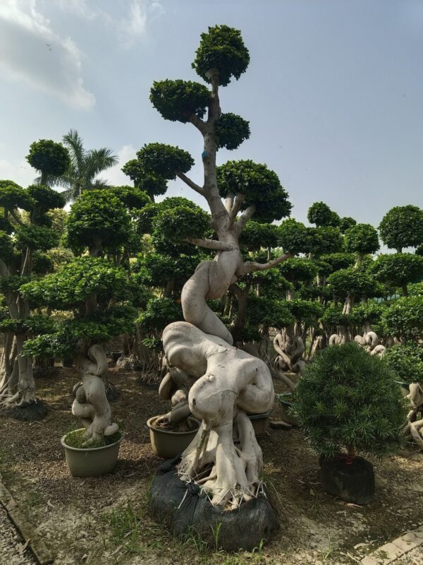 Ginseng Ficus Bonsai - Set 2 Trees - Image 3