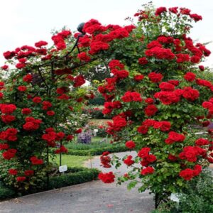 Set 5 Red Climbing Rose - Don Juan