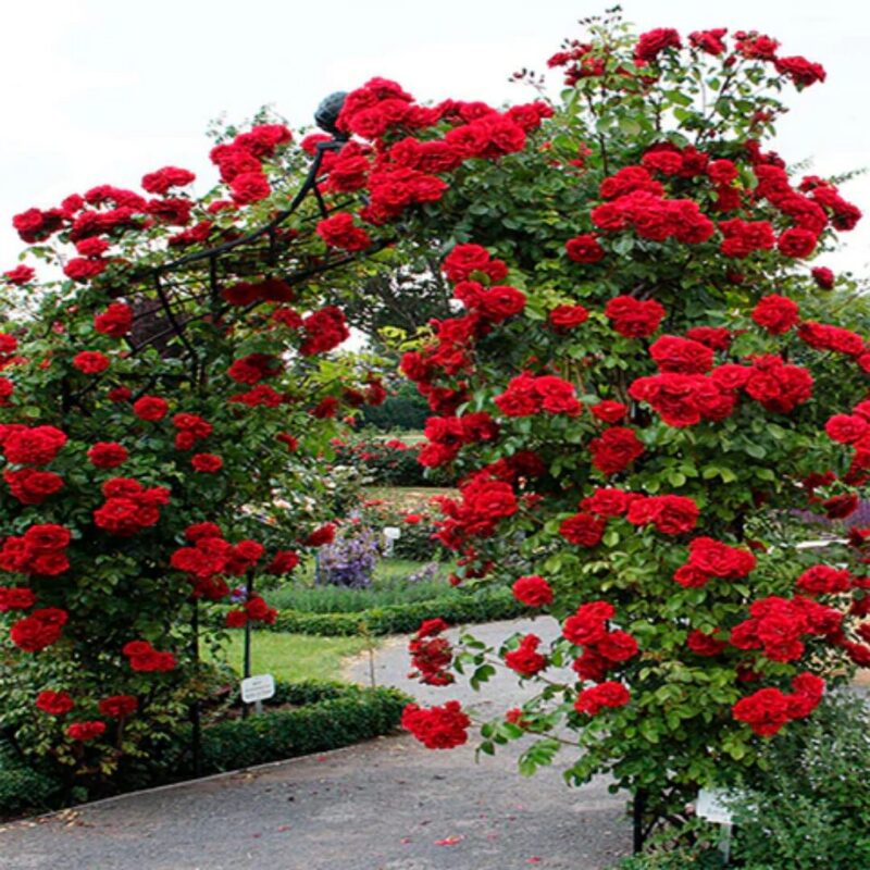 Set 5 Red Climbing Rose - Don Juan