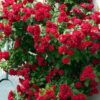 2 Red Don Juan Climbing Roses