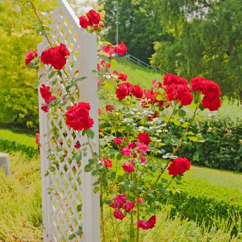 Set 5 Red Climbing Rose - Don Juan - Image 5