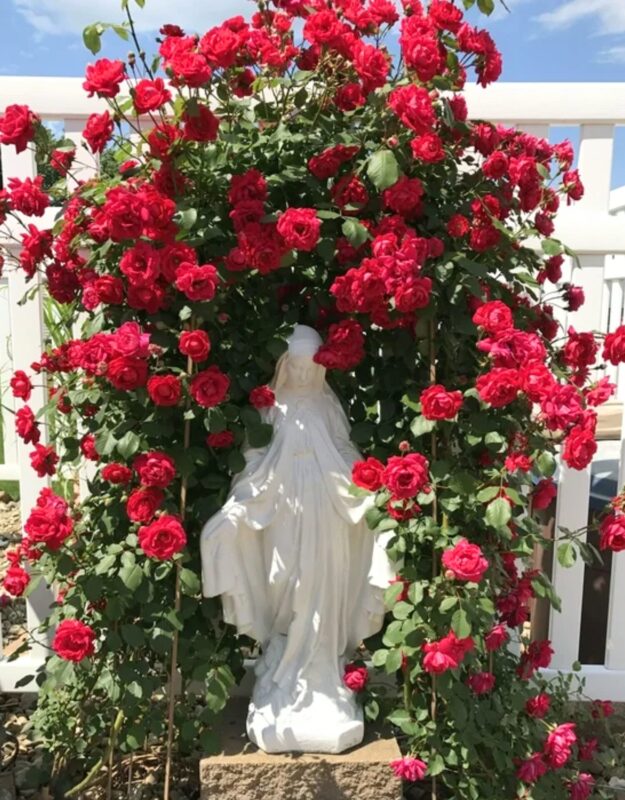 Set 5 Red Climbing Rose - Don Juan - Image 4