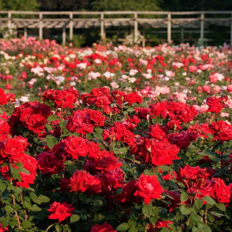 Set 5 Red Climbing Rose - Don Juan - Image 3