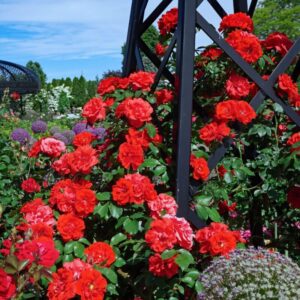 Alternative view of Set 5 Red Climbing Rose - Don Juan