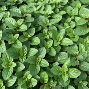 Alternative view of Chocolate Mint Plants Live - 5 to 7 Inch Tall - Fresh Heirloom Mint Plant - Culinary Herb - Indoors Outdoors - Spring/Fall Planting