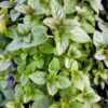 Chocolate Mint Plants Live - 5 to 7 Inch Tall - Fresh Heirloom Mint Plant - Culinary Herb - Indoors Outdoors - Spring/Fall Planting