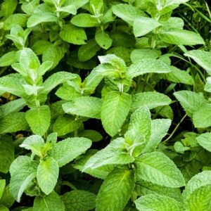 Apple Mint Plants Live - 5 to 7 Inch Tall- Fresh Heirloom Mint Plant - Culinary Herb - Indoors Outdoors - Spring/Fall Planting