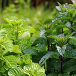 Alternative view of Apple Mint Plants Live - 5 to 7 Inch Tall- Fresh Heirloom Mint Plant - Culinary Herb - Indoors Outdoors - Spring/Fall Planting