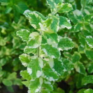 Pineapple Mint Plants Live - 5 to 7 Inch Tall- Fresh Heirloom Mint Plant - Culinary Herb - Indoors Outdoors - Spring/Fall Planting