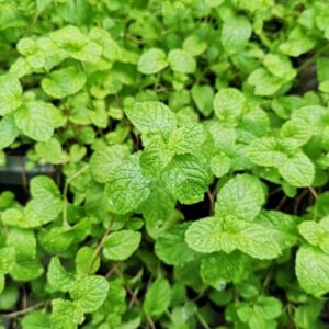 Alternative view of Strawberry Mint Plants Live - 5 to 7 Inch Tall- Fresh Heirloom Mint Plant - Culinary Herb - Indoors Outdoors - Spring/Fall Planting
