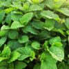 Peppermint Mint Plants Live - 5 to 7 Inch Tall - Fresh Heirloom Mint Plant - Culinary Herb - Indoors Outdoors - Spring/Fall Planting