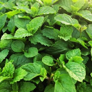 Peppermint Mint Plants Live - 5 to 7 Inch Tall - Fresh Heirloom Mint Plant - Culinary Herb - Indoors Outdoors - Spring/Fall Planting