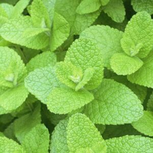 Alternative view of Peppermint Mint Plants Live - 5 to 7 Inch Tall - Fresh Heirloom Mint Plant - Culinary Herb - Indoors Outdoors - Spring/Fall Planting