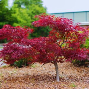 Alternative view of Set 3 Japanese Maple Trees Live Plants