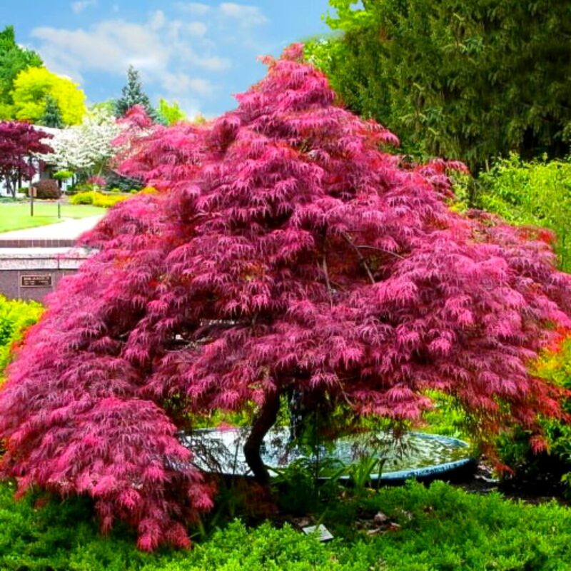 Japanese Maple Tree - 1 to 2 Ft Tall - Acer palmatum - Image 4
