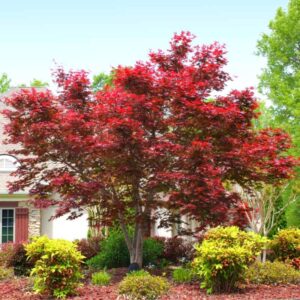 Alternative view of Japanese Maple Tree - 1 to 2 Ft Tall - Acer palmatum