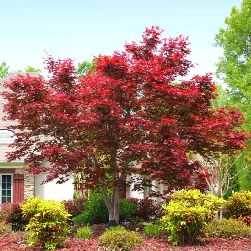 Japanese Maple Tree - 1 to 2 Ft Tall - Acer palmatum - Image 2