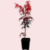 Set 3 Japanese Maple Trees Live Plants